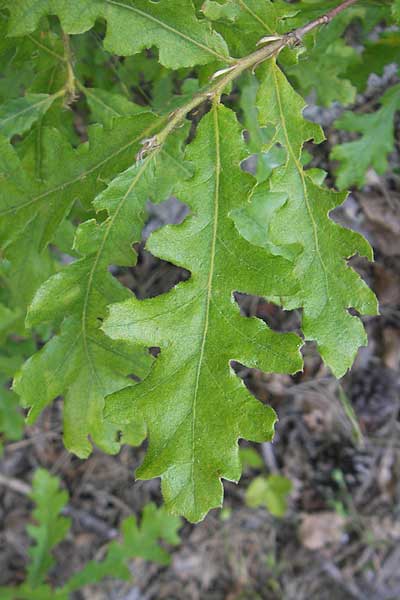 Quercus cerris \ Zerr-Eiche / Turkey Oak, Kroatien/Croatia Učka 29.6.2010