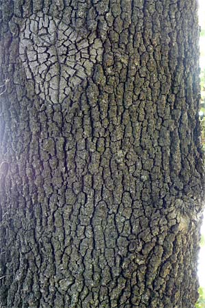 Quercus petraea \ Trauben-Eiche / Sessile Oak, Kroatien/Croatia Istrien/Istria, Ičići 18.8.2016