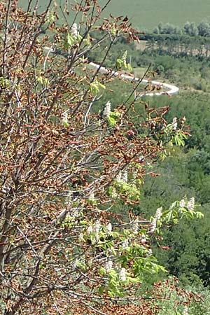 Aesculus hippocastanum \ Ross-Kastanie / Horse Chestnut, Kroatien/Croatia Istrien/Istria, Motovun 11.8.2016