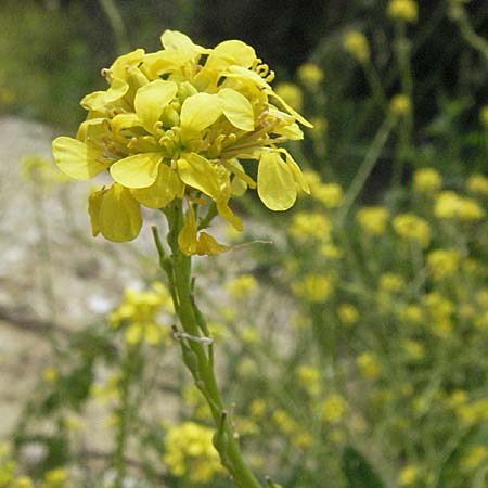 Rapistrum perenne \ Ausdauernder Rapsdotter / Steppe Cabbage, Kroatien/Croatia Istrien/Istria, Motovun 28.5.2006