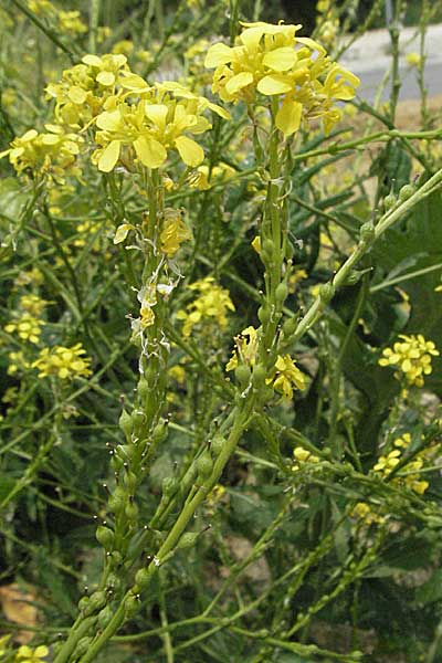 Rapistrum perenne \ Ausdauernder Rapsdotter / Steppe Cabbage, Kroatien/Croatia Istrien/Istria, Motovun 28.5.2006