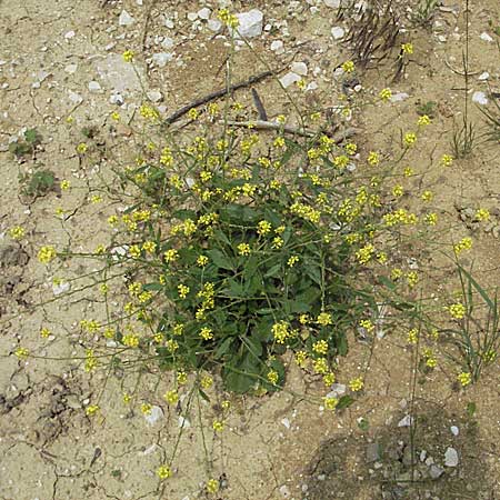 Rapistrum perenne \ Ausdauernder Rapsdotter / Steppe Cabbage, Kroatien/Croatia Istrien/Istria, Motovun 28.5.2006