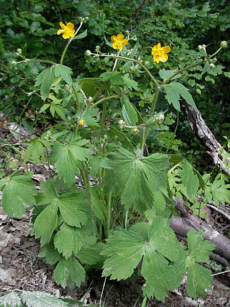 Ranunculus velutinus \ Samtiger Hahnenfu� / Velvet Buttercup, Kroatien/Croatia Velebit Zavizan 1.6.2006
