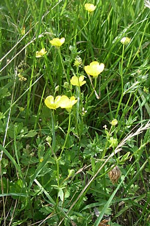 Ranunculus sardous \ Sardischer Hahnenfu, Rauher Hahnenfu / Hairy Buttercup, Kroatien/Croatia Drniš 2.6.2008