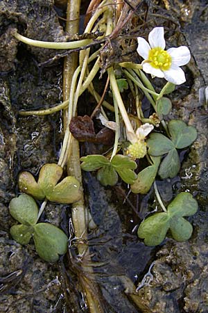 Ranunculus peltatus ? \ Schild-Wasser-Hahnenfu / Pond Water Crowfoot, Kroatien/Croatia Šibenik 3.6.2008