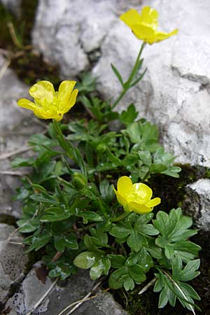 Ranunculus montanus \ Berg-Hahnenfu / Mountain Buttercup, Kroatien/Croatia Velebit Zavizan 4.6.2008
