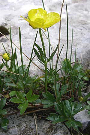 Ranunculus montanus \ Berg-Hahnenfu / Mountain Buttercup, Kroatien/Croatia Velebit Zavizan 4.6.2008