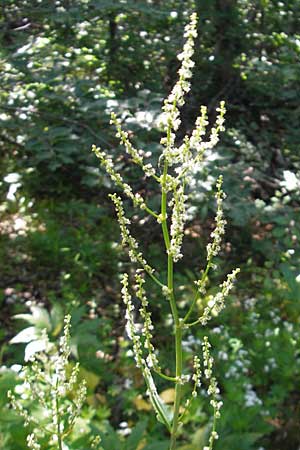 Rumex alpestris \ Berg-Sauerampfer / Mountain Dock, Kroatien/Croatia Velebit Zavizan 30.6.2010