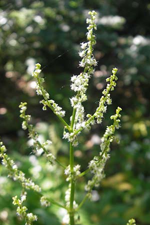 Rumex alpestris \ Berg-Sauerampfer / Mountain Dock, Kroatien/Croatia Velebit Zavizan 30.6.2010