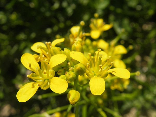 Rorippa x anceps \ Niederliegende Sumpfkresse / Hybrid Yellow-Cress, Kroatien/Croatia Medvednica 1.7.2010