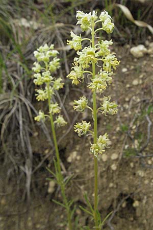 Reseda lutea \ Wilde Resede / Wild Mignonette, Kroatien/Croatia Istrien/Istria, Gračišće 27.5.2006