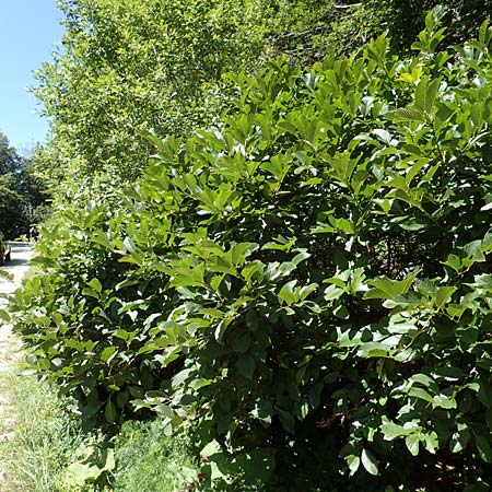 Rhamnus fallax \ Krainer Kreuzdorn / Carniolan Buckthorn, Kroatien/Croatia Učka 12.8.2016