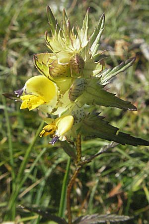 Rhinanthus serotinus \ Groer Klappertopf / Narrow-Leaved Yellow-Rattle, Kroatien/Croatia Velebit Zavizan 17.7.2007