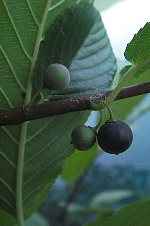 Rhamnus fallax \ Krainer Kreuzdorn / Carniolan Buckthorn, Kroatien/Croatia Plitvička 19.7.2007