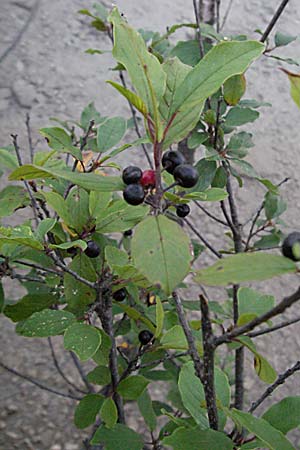 Frangula alnus \ Faulbaum / Alder Buckthorn, Kroatien/Croatia Plitvička 19.7.2007