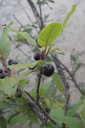 Frangula alnus \ Faulbaum / Alder Buckthorn, Kroatien/Croatia Plitvička 19.7.2007