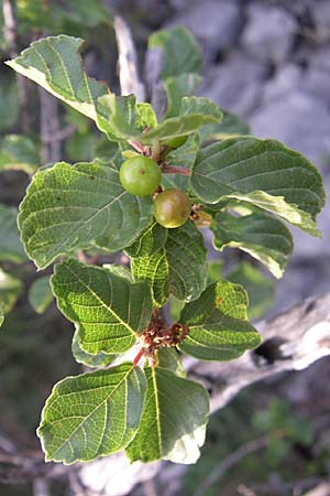 Frangula rupestris \ Felsen-Faulbaum / Rock Buckthorn, Kroatien/Croatia Šibenik 2.6.2008