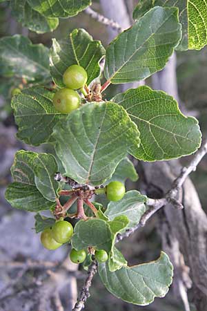 Frangula rupestris \ Felsen-Faulbaum / Rock Buckthorn, Kroatien/Croatia Šibenik 2.6.2008