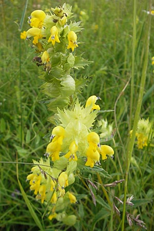 Rhinanthus serotinus \ Groer Klappertopf / Narrow-Leaved Yellow-Rattle, Kroatien/Croatia Velebit 29.6.2010