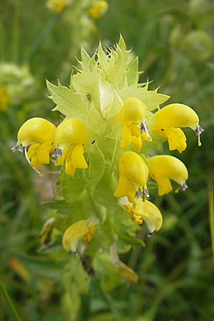 Rhinanthus serotinus \ Groer Klappertopf / Narrow-Leaved Yellow-Rattle, Kroatien/Croatia Velebit 29.6.2010