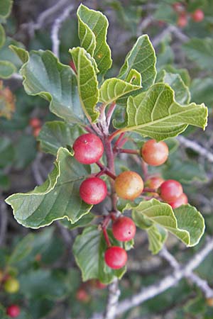 Frangula rupestris \ Felsen-Faulbaum / Rock Buckthorn, Kroatien/Croatia Senj 29.6.2010