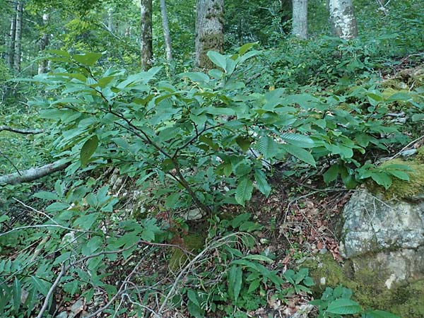 Rhamnus fallax \ Krainer Kreuzdorn / Carniolan Buckthorn, Kroatien/Croatia Risnjak 14.8.2016