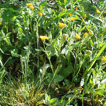 Calendula arvensis \ Acker-Ringelblume / Field Marigold, Kroatien/Croatia Šibenik 2.4.2006
