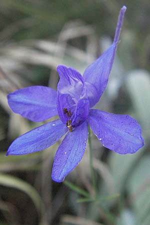 Delphinium consolida subsp. consolida \ Feld-Rittersporn / Forking Larkspur, Kroatien/Croatia Senj 16.7.2007
