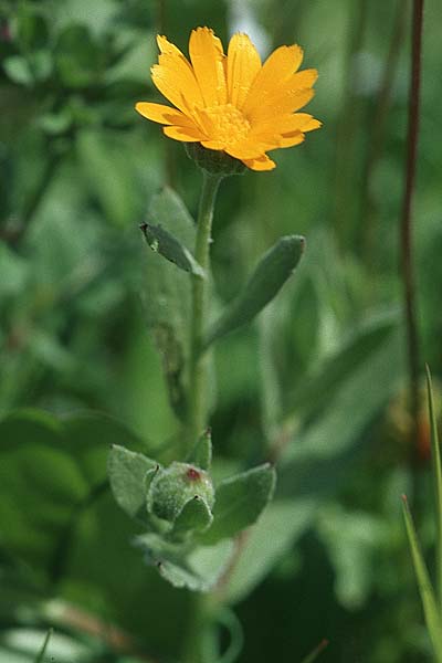Calendula arvensis \ Acker-Ringelblume / Field Marigold, Kroatien/Croatia Korčula, Prizba 5.4.2006