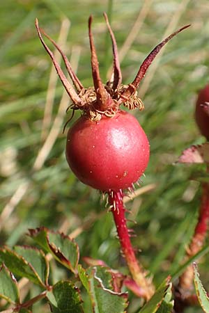 Rosa spinosissima \ Bibernellblttrige Rose, Kroatien Učka 12.8.2016