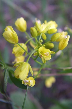 Rorippa lippizensis \ Karst-Sumpfkresse / Lippiza Yellow-Cress, Kroatien/Croatia Plitvička 31.5.2008