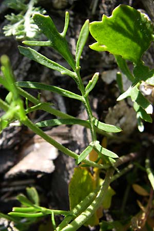 Rorippa lippizensis \ Karst-Sumpfkresse / Lippiza Yellow-Cress, Kroatien/Croatia Plitvička 31.5.2008