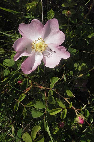 Rosa spec5 ? \ Rose / Rose, Kroatien/Croatia Istrien/Istria, Poreč 26.5.2006