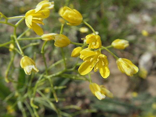 Rorippa lippizensis \ Karst-Sumpfkresse / Lippiza Yellow-Cress, Kroatien/Croatia Velebit 31.5.2006