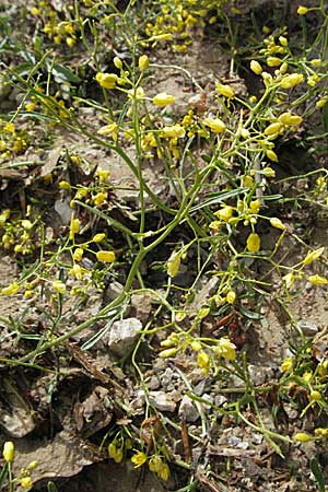 Rorippa lippizensis \ Karst-Sumpfkresse / Lippiza Yellow-Cress, Kroatien/Croatia Velebit 31.5.2006