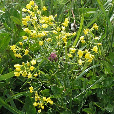 Rorippa lippizensis \ Karst-Sumpfkresse / Lippiza Yellow-Cress, Kroatien/Croatia Velebit 31.5.2006