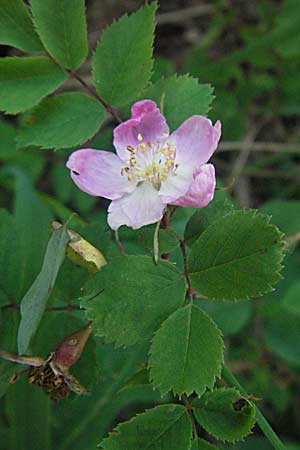 Rosa pendulina \ Alpen-Heckenrose / Alpine Rose, Kroatien/Croatia Velebit Zavizan 17.7.2007