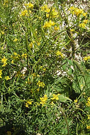 Rorippa sylvestris \ Wilde Sumpfkresse / Creeping Yellow-Cress, Kroatien/Croatia Gola Plješevica 18.7.2007