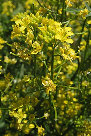 Rorippa sylvestris \ Wilde Sumpfkresse / Creeping Yellow-Cress, Kroatien/Croatia Gola Plješevica 18.7.2007