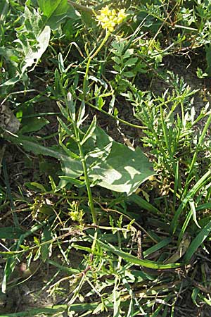 Rorippa sylvestris \ Wilde Sumpfkresse / Creeping Yellow-Cress, Kroatien/Croatia Donji Budački 20.7.2007