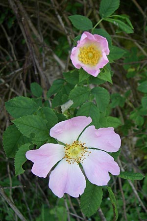 Rosa spec2 ? \ Rose / Rose, Kroatien/Croatia Plitvička 1.6.2008