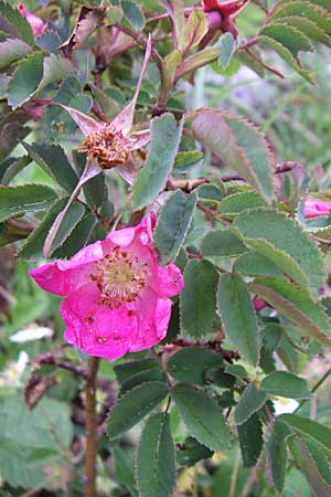 Rosa pendulina \ Alpen-Heckenrose / Alpine Rose, Kroatien/Croatia Velebit 3.6.2008