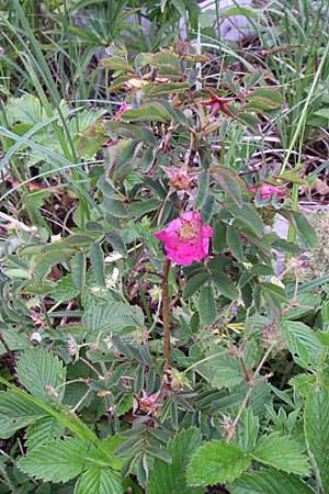 Rosa pendulina \ Alpen-Heckenrose / Alpine Rose, Kroatien/Croatia Velebit 3.6.2008