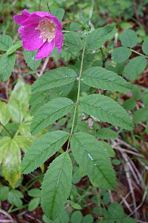 Rosa pendulina \ Alpen-Heckenrose / Alpine Rose, Kroatien/Croatia Učka 4.6.2008