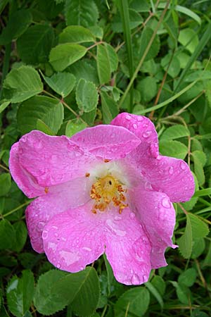 Rosa sherardii ? \ Samt-Rose / Sherard's Downy Rose, Kroatien/Croatia Istrien/Istria, Vrh 6.6.2008