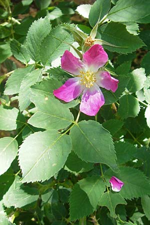 Rosa rubiginosa \ Wein-Rose / Sweet Briar, Kroatien/Croatia Učka 28.6.2010