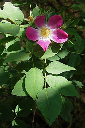 Rosa rubiginosa \ Wein-Rose / Sweet Briar, Kroatien/Croatia Učka 28.6.2010