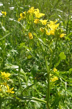 Rorippa x anceps \ Niederliegende Sumpfkresse / Hybrid Yellow-Cress, Kroatien/Croatia Medvednica 1.7.2010