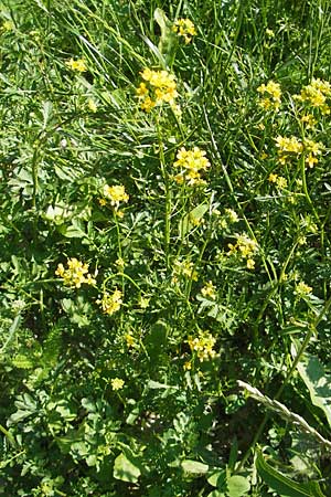 Rorippa x anceps \ Niederliegende Sumpfkresse / Hybrid Yellow-Cress, Kroatien/Croatia Medvednica 1.7.2010