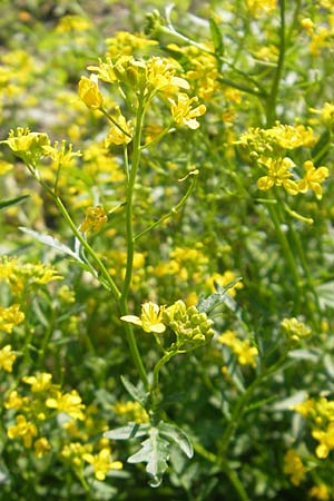 Rorippa x anceps \ Niederliegende Sumpfkresse / Hybrid Yellow-Cress, Kroatien/Croatia Medvednica 1.7.2010